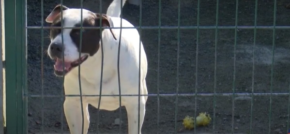 um dos cães que estão para adoção em Joinville