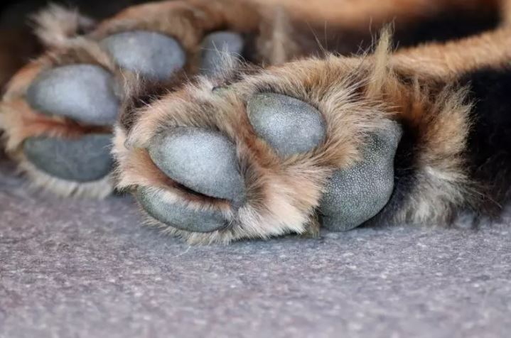 Cachorro foi morto a tiros de espingarda em agosto deste ano – Foto: Pixabay/Divulgação/ND