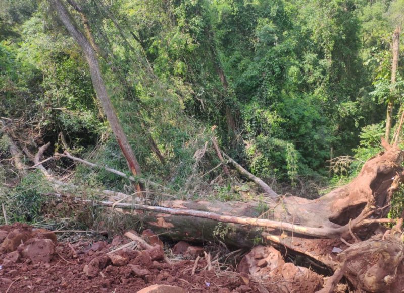 Desmatamento ilegal da Mata Atlântica, foto mostra árvore caída em meio a floresta