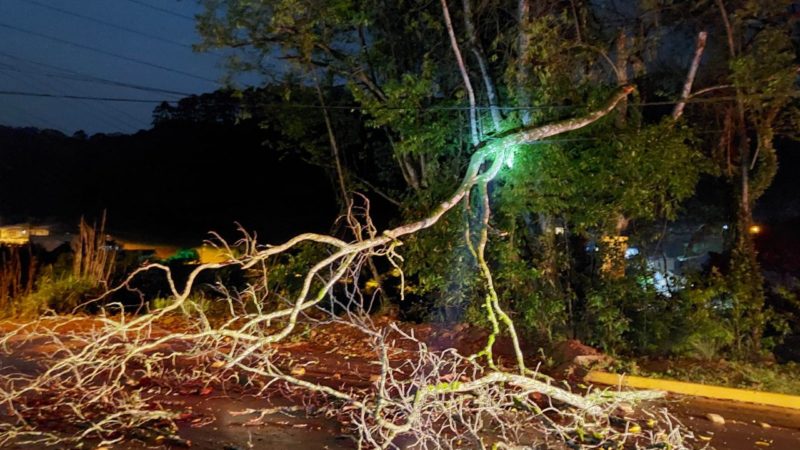 Árvore caída foi retirada pelo Corpo de Bombeiros – Foto: Corpo de Bombeiros/ND
