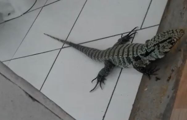 O animal foi deixado no mato ao lado da casa – Foto: Reprodu&ccedil;&atilde;o/redes sociais