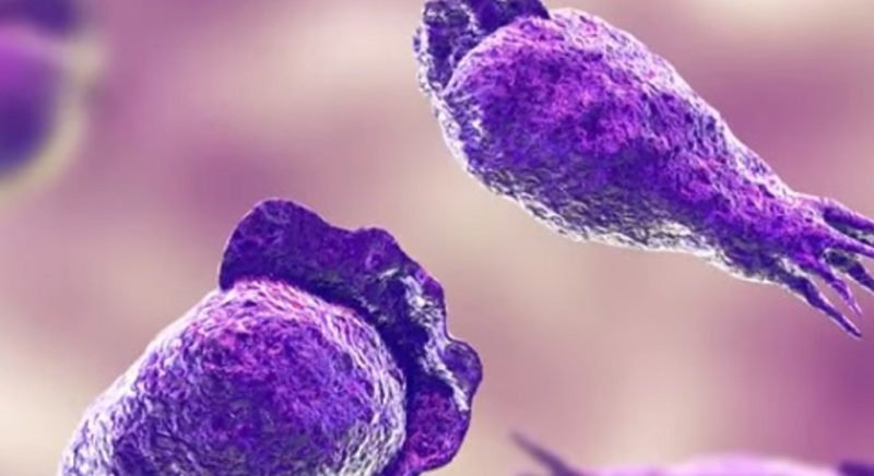 Ameba Naegleria fowleri – Foto: Reprodu&ccedil;&atilde;o/ Youtube