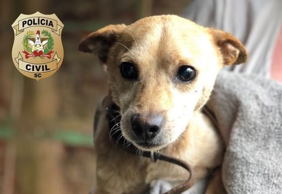 Snoop foi resgatado com ajuda de uma ONG que lhe garantiu um abrigo seguro. – Foto: Pol&iacute;cia Civil/Divulga&ccedil;&atilde;o/ND