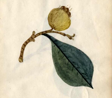 Catalogação das plantas foi feita pelo militar Antônio José de Freitas Noronha, capitão do Regimento de Infantaria de Linha da Ilha de Santa Catarina, que viveu de 1744 a 1814 – Foto: Fortalezas.org/Divulgação/ND