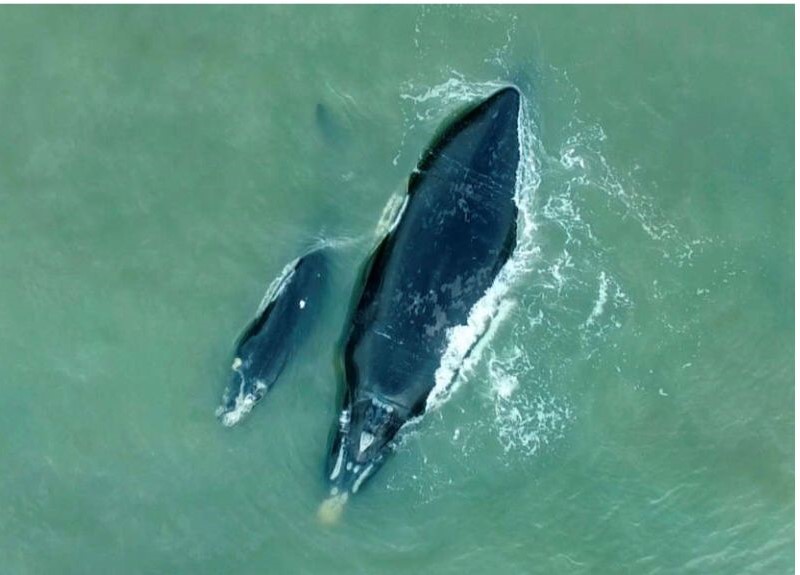 Baleias-franca serão um dos focos de observação do sobrevoo no litoral de SC e do RS – Foto: Divulgação