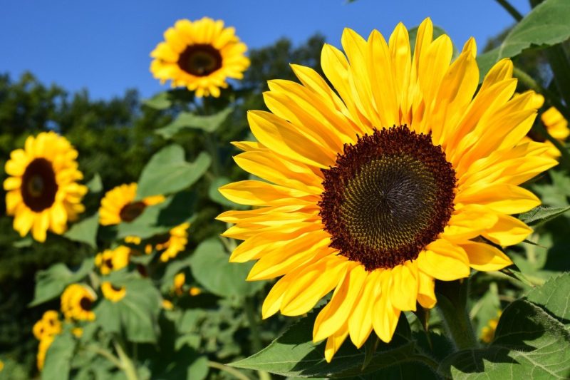 “Girassol de Julia” que é resultado de um romance de verão – Foto: Pixabay/ND