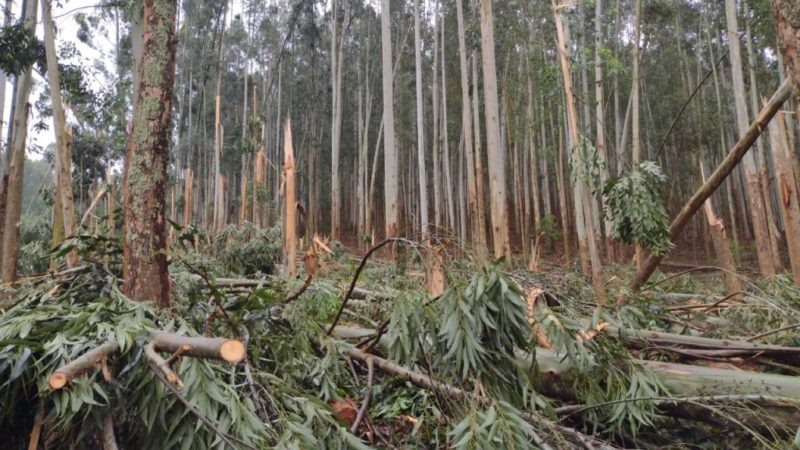 Tornado causou destrui&ccedil;&atilde;o por onde passou – Foto: Piter Scheuer/Reprodu&ccedil;&atilde;o/ND
