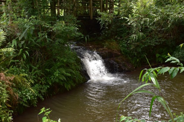 Parque Estadual das Araucárias abrirá novamente ao público a partir deste mês – Foto: IMA/Arquivo/Divulgação/ND