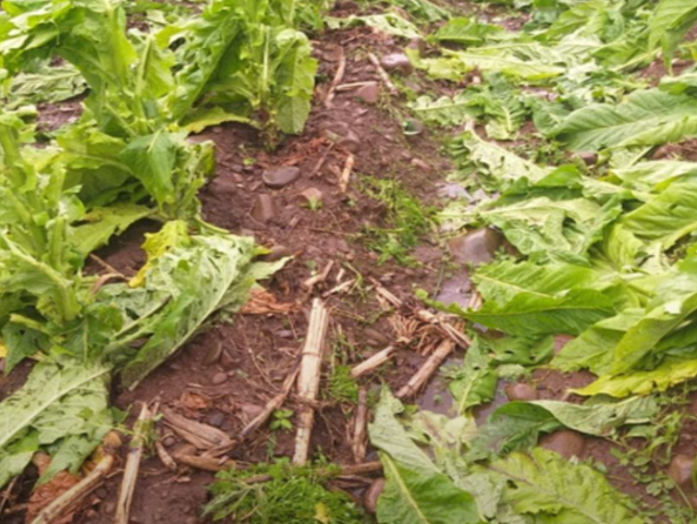 Granizo causou danos pontuais nas lavouras em setembro, diz Epagri – Foto: Epagri/ND