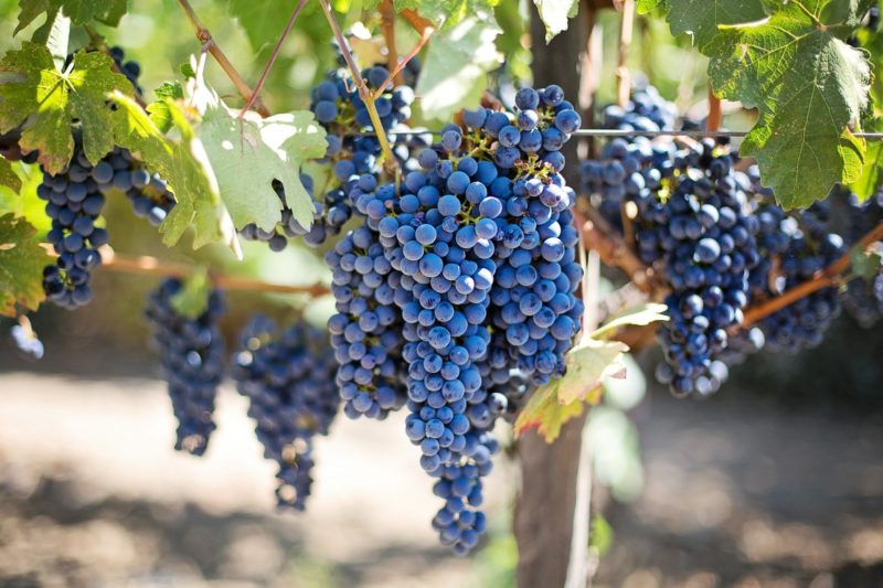 A Sangiovese e a Montepulciano geram excelentes vinhos na serra – Foto: Pixabay