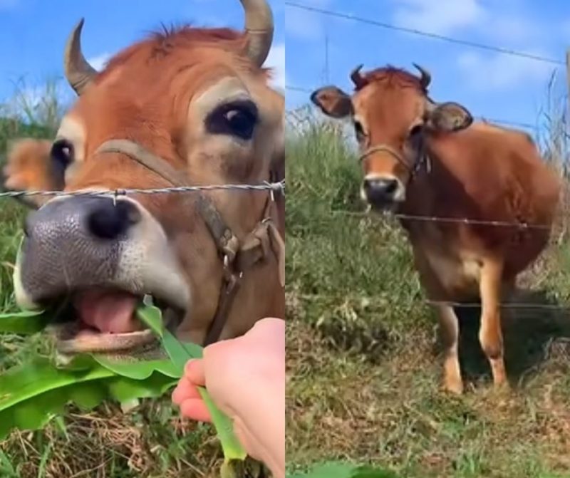 Vaca de estima&ccedil;&atilde;o atende pelo nome e faz sucesso na internet – Foto: Jessica Mendez/Reprodu&ccedil;&atilde;o/Internet