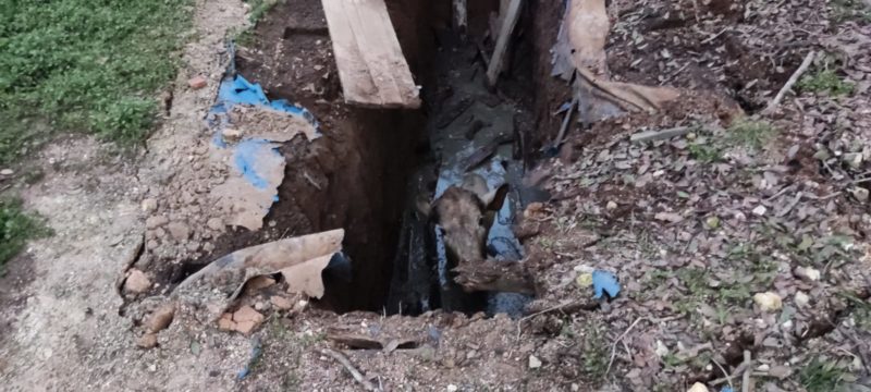 Animal caiu dentro de fossa após tampa quebrar – Foto: 9BBM/Divulgação/ND