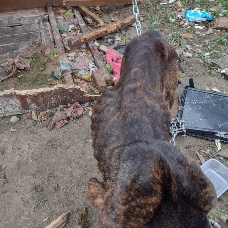 Cachorro estava com sinais de maus tratos – Foto: Divulga&ccedil;&atilde;o/GMI