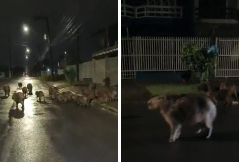 Capivara é flagrada correndo na rua em bairro da zona Oeste de Franca; VÍDEO