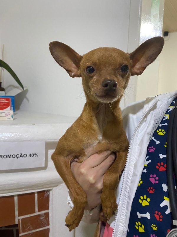 Cão estava desidratado e desnutrido – Foto: Frada