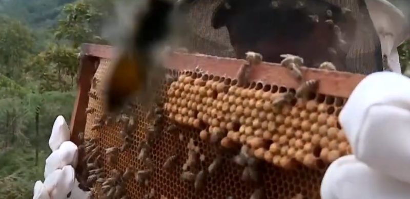 Em SC, grande parte da fruticultura &eacute; bem desenvolvida por conta da poliniza&ccedil;&atilde;o das abelhas – Foto: Reprodu&ccedil;&atilde;o/NDTV RecordTV