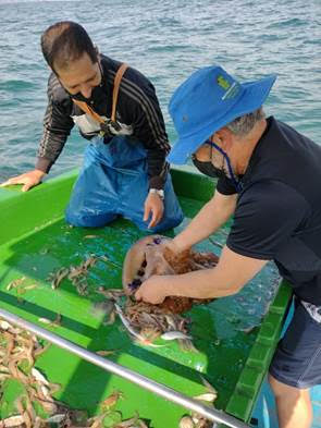 Animal tem pouco potencial de queimaduras, aponta posquisadores – Foto: Univali/Divulga&ccedil;&atilde;o