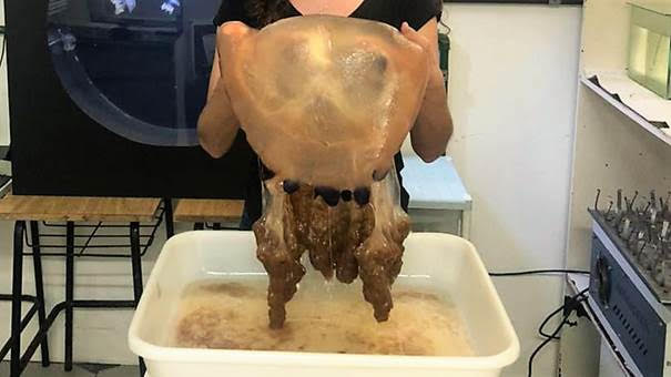 &Aacute;gua-viva gigante capturada em Itaja&iacute; pesa 4,6kg – Foto: Univali/Divulga&ccedil;&atilde;o