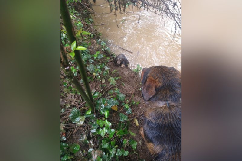 Cadela chorava pedindo socorro. – Foto: Arquivo Pessoal/Divulga&ccedil;&atilde;o/ND