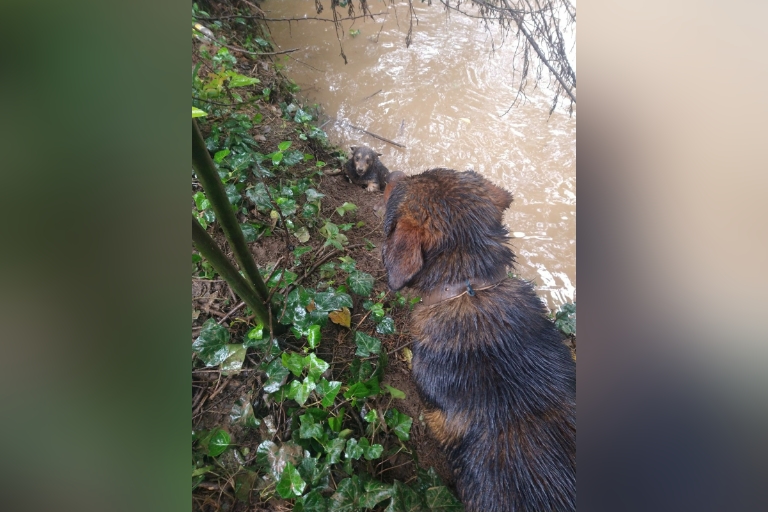 cão ajudou a salvar a cadela