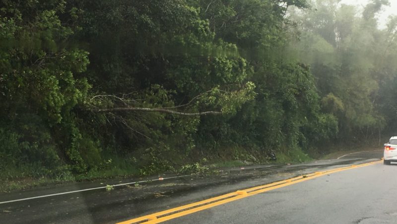 Chuvas em SC também causaram queda de árvore em Florianópolis
