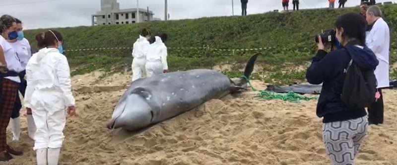 Baleia-bicuda foi encontrada encalhada e morreu durante o resgate na manh&atilde; desta sexta-feira (8) – Foto: Reprodu&ccedil;&atilde;o/ND