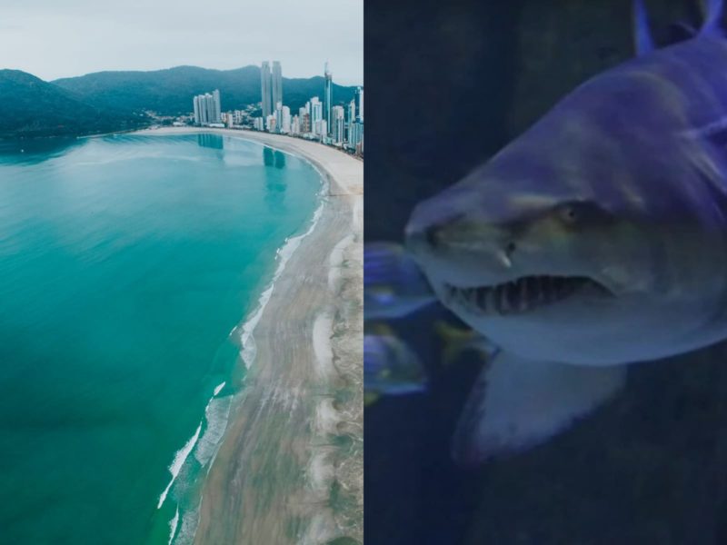 Tubarões &#8220;desaparecem&#8221; de Balneário Camboriú e ambientalista explica o porquê &#8211; Foto: Reprodução/Internet