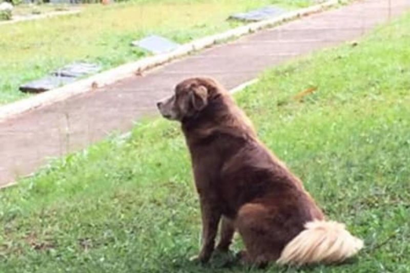 Bob Coveiro morava no cemit&eacute;rio em que a dona foi enterrada – Foto: Internet