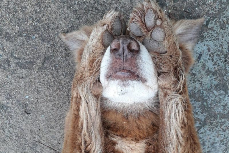 Sem querer deixar o local, ele acabou proporcionando alegria a quem viva o luto no local – Foto: Internet