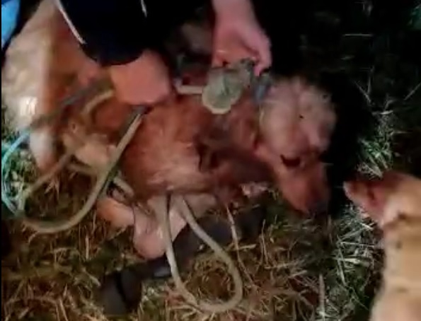 cachorrinho que foi salvo