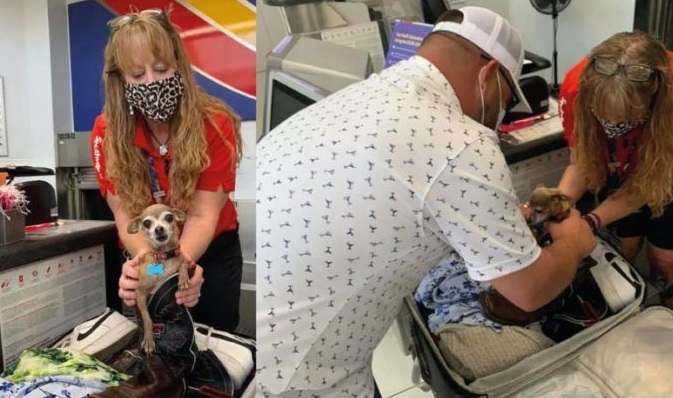 Cachorro encontrado dentro de mala – Foto: Internet