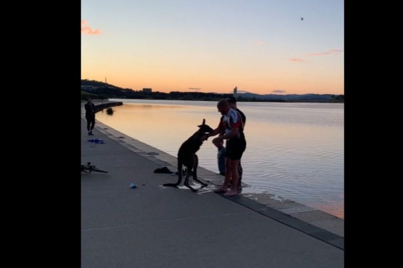 Canguru agradece com aperto de m&atilde;o – Foto: Reprodu&ccedil;&atilde;o