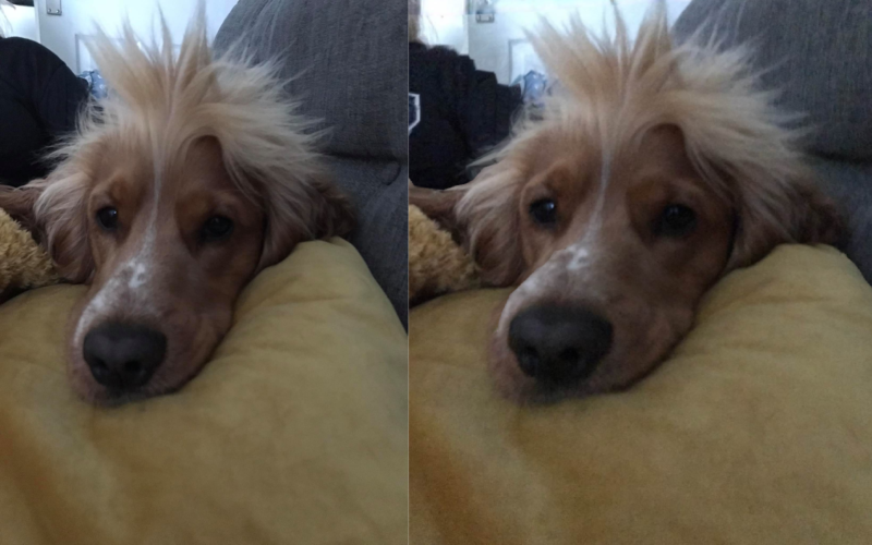 Cachorro comeu dentadura durante a madrugada