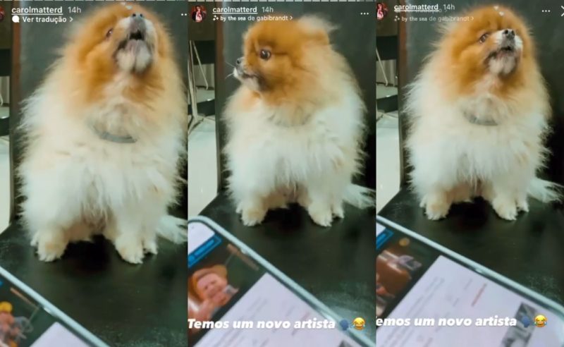 &lsquo;Auh, Late, cora&ccedil;&atilde;o&rsquo;: c&atilde;ozinho de Chapec&oacute; entra na vibe rit TOP 1 do Spotify – Foto: Reprodu&ccedil;&atilde;o/ND