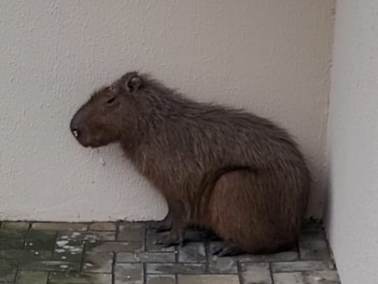 Capivara foi resgatada na segunda-feira (11), mas não resistiu