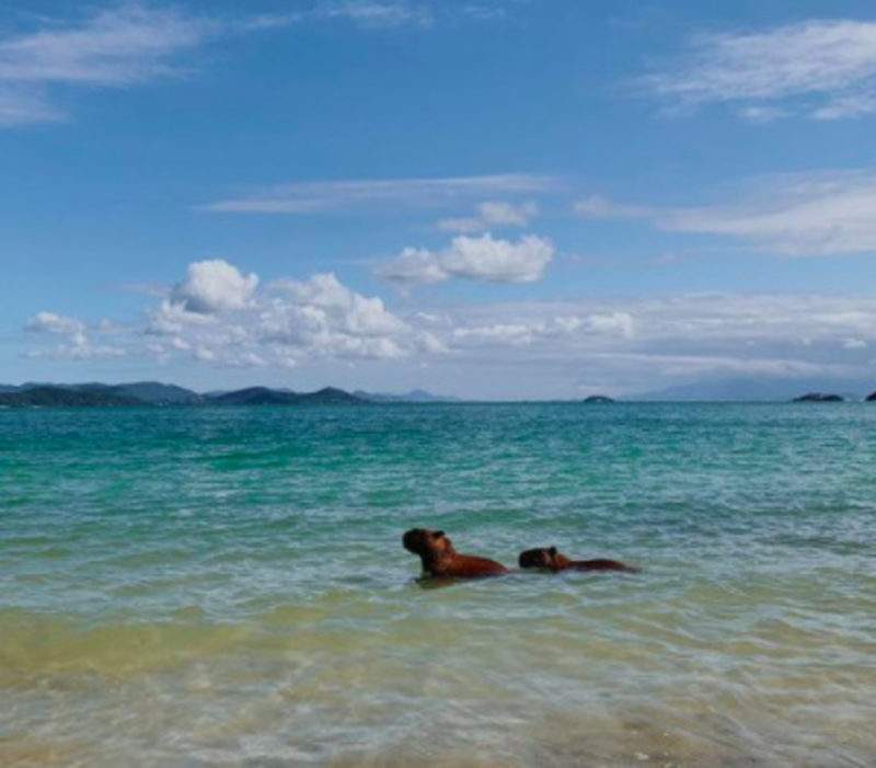 Vídeo mostra capivara se refrescando na praia de Santa Clara