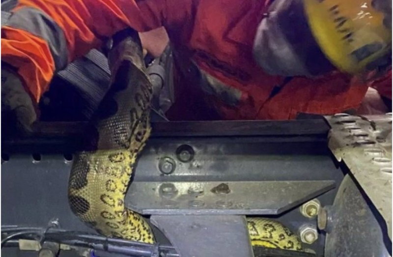 Cobra sucuri deu trabalho para ser retirada do local onde estava no caminhão – Foto: Divulgação