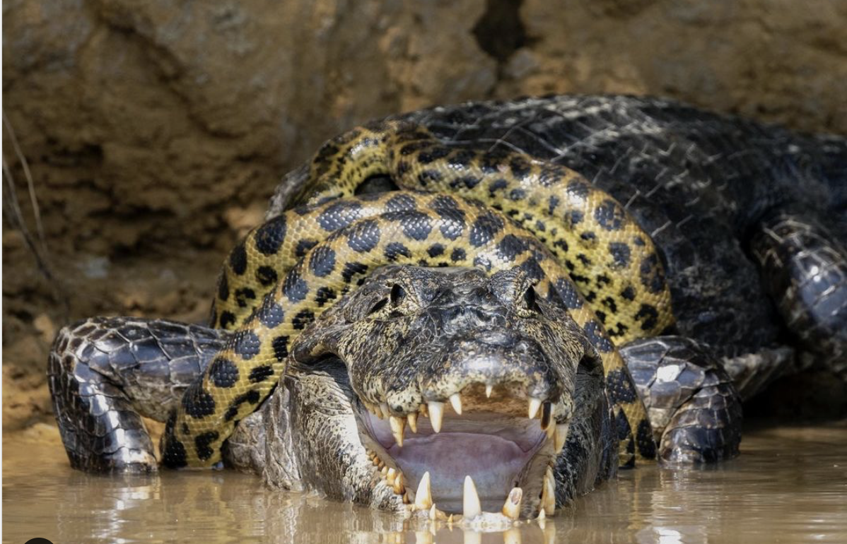 Flagrante de luta entre sucuri e jacaré impressiona fotógrafo americano