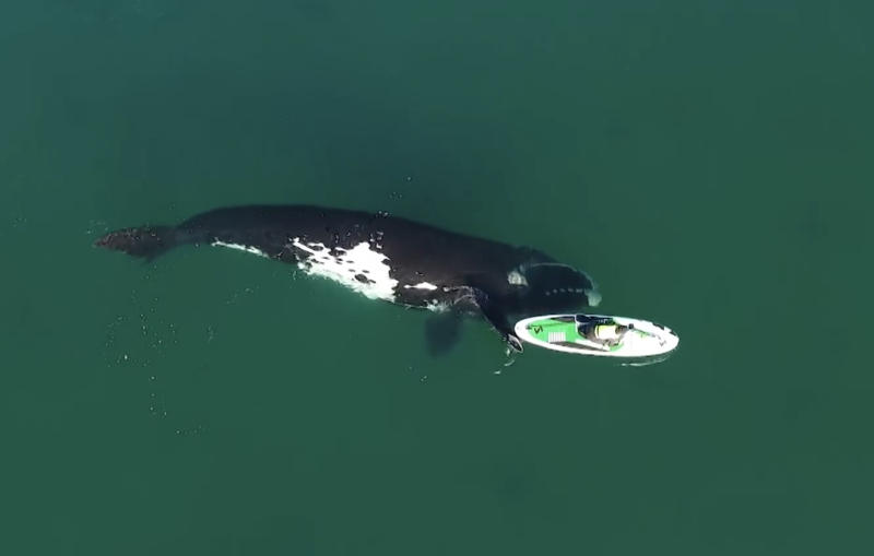 Imagem mostra momento em que a baleia empurra levemente a prancha com a barbatana &#8211; Foto: Reprodução