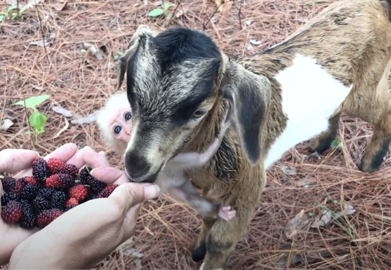 Macaquinho &oacute;rf&atilde;o encontra carinho de m&atilde;e em uma cabra – Foto: Reprodu&ccedil;&atilde;o
