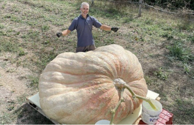 Agricultor colhe a maior abóbora do mundo com 1.200 Kg | ND Mais