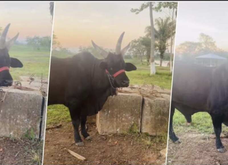 Boi com tr&ecirc;s chifres vive em fazenda no Acre – Foto: Reprodu&ccedil;&atilde;o