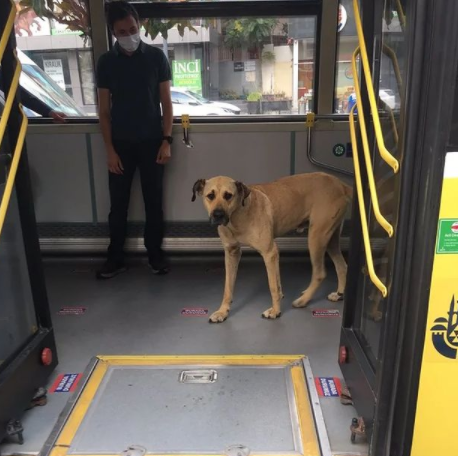 Cachorro é flagrado assistindo futebol sentado no sofá feito gente