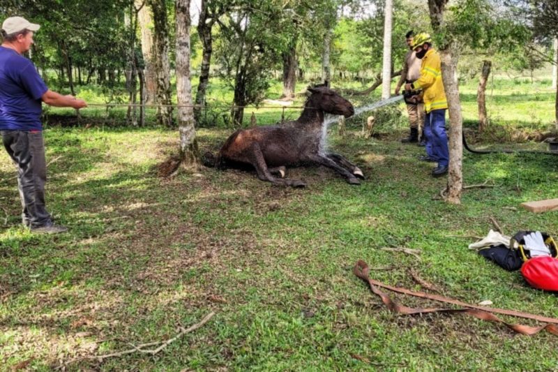 Após o resgate, ele ainda ganhou um banho dos bombeiros – Foto: 9BBM/Divulgação