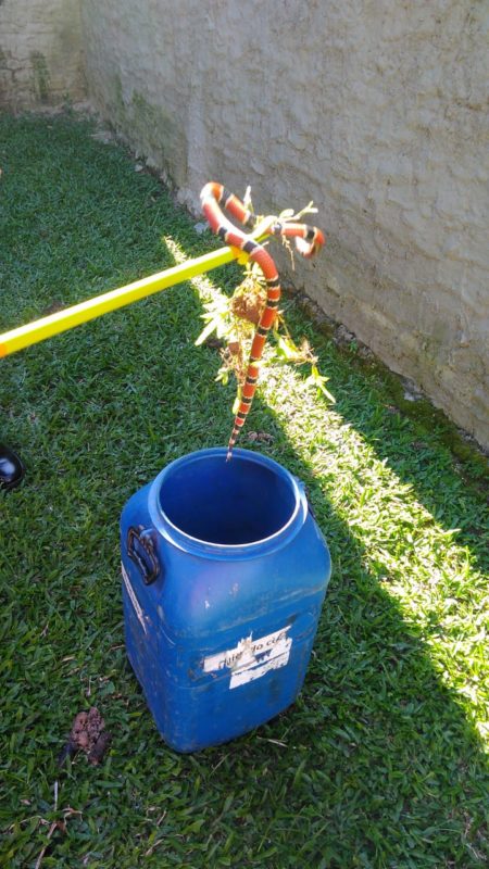 Cobra-coral encontrada tinha aproximadamente um metro de comprimento – Foto: Divulgação/CBM Ibirama