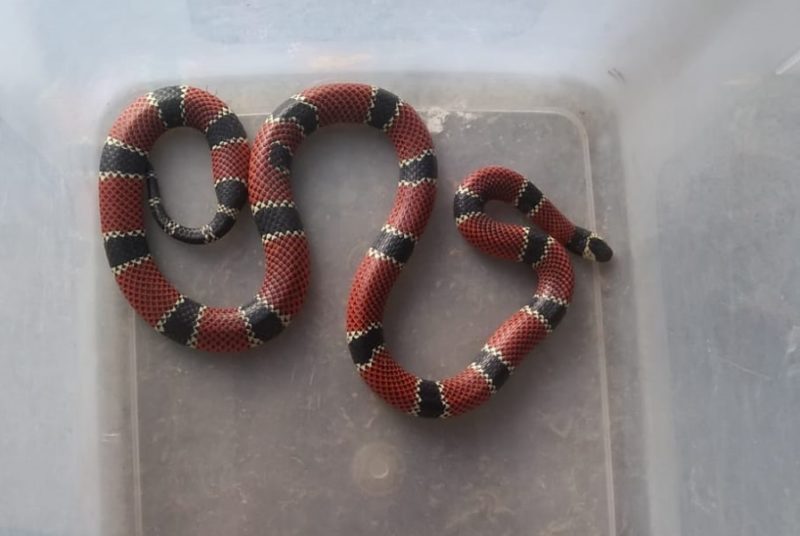Cobra coral &eacute; encontrada em Pomerode – Foto: Divulga&ccedil;&atilde;o/Corpo de Bombeiros de Pomerode
