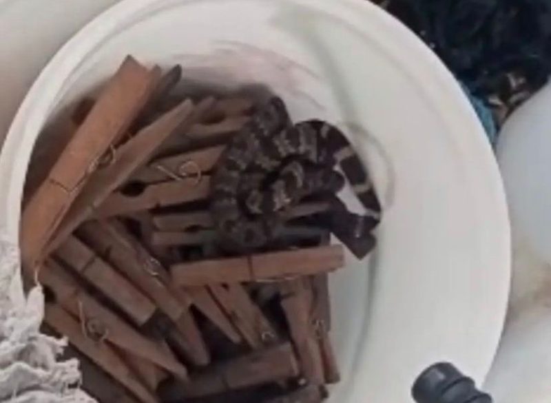 Cobra foi vista dentro de um balde de grampos