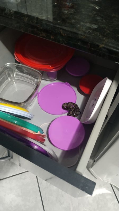 Cobra dormideira estava dentro da gaveta de potes de uma casa em Timb&oacute;, no Vale do Itaja&iacute; – Foto: Divulga&ccedil;&atilde;o/Corpo de Bombeiros