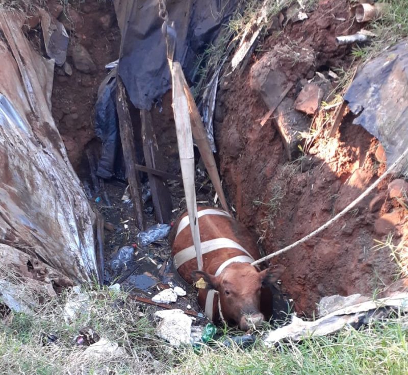 Após horas de aflição, o animal foi resgatado ileso – Foto: Corpo de Bombeiros/ND