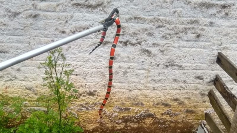 Bombeiros encontraram serpente em pátio de residência – Foto: Divulgação/Corpo de Bombeiros de Timbó